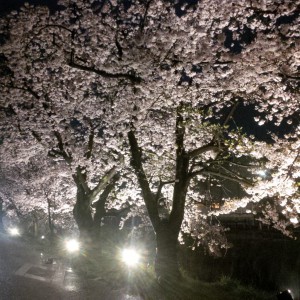 雨の桜も